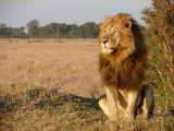 Kenya-King of the Mara-1.jpg