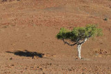 Namibia-Lonely Tree-1.jpg