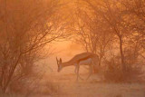 Namibia-Springbok in the dust-1.jpg