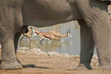 Namibia-Springbok under Elephant belly-1.jpg