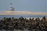 Namibia-WalvisbAy Seal colony-1.jpg