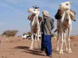 Niger-Tuareg with camels-1.jpg