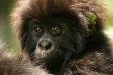 Rwanda-Baby Gorilla-1.jpg