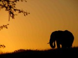 South Africa- Elephant at Sunset-1.jpg
