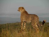 South Africa-Cheetah-1.jpg