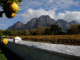 South Africa-Lemons and mountains-1.jpg