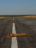 South Africa-Sleeping Lions on the runway-1.jpg