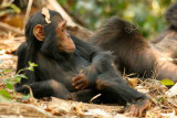 Tanzania-Chimp observing-1.jpg