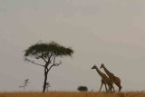 Tanzania-Serengeti Giraffe on the horizon-1.jpg
