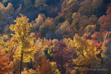 Luminosit automnale