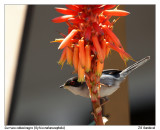 Curruca cabecinegra (Sylvia melanocephala)