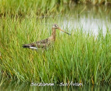 black tailed godwit plum island.jpg