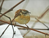 carolina wren wilmington ma.jpg