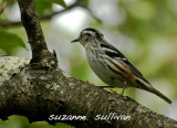 female black and white warbler plum island