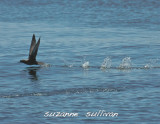 sooty shearwater jeffereys ledge