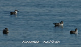 greater shearwaters