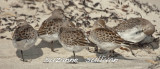 white-rumped sandpipers plum island