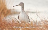 greater yellow-legs plum island