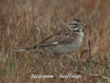 lark sparrow at hellcat plum island