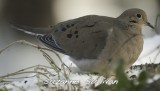 mourning dove wilmington ma