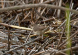 northern waterthrush  plum island