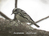 black and white warbler  plum island