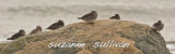 purple sandpipers plum island