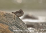 purple sandpiper plum island