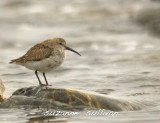 dunlin plum island