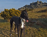 Peggy at Hound Tor