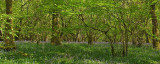 BluebellWood 2010.jpg