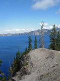 Trees from granite
