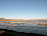 Icy Wetlands