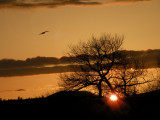 Golden Orange Sunset