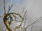 4. A Gnarled Tree     gnarl - twist into a state of deformity; The wind has gnarled this old tree