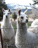 Llamas