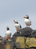 Atlantic Puffins