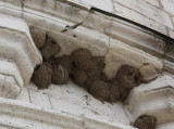 Swifts Nesting, Chateau de Chenonceau