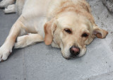 Labrador, Assisi