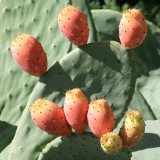 Botanical Gardens, Lucca