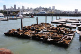 Sealions at Pier 39