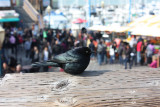 Pier 39