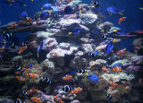 DSCF1915_1.jpg