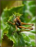 A grasshoper