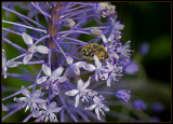 Bugging around.. the little bugger.