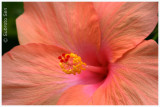 Hibiscus3.jpg