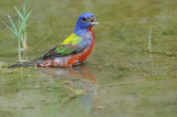 Painted Bunting 5