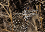 road runner portrait