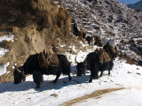 043 - Yaks on the road to Tengboche