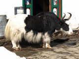 048 - Yak in Khumjung